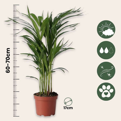 Other Green Houseplants Goldfruchtpalme - 2 Stk - Dypsis Lutescens - Höhe 60-70Cm - ⌀17Cm 
