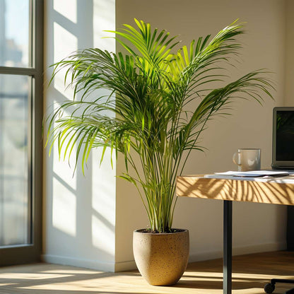 Other Green Houseplants Goldfruchtpalme - 2 Stk - Dypsis Lutescens - Höhe 60-70Cm - ⌀17Cm 