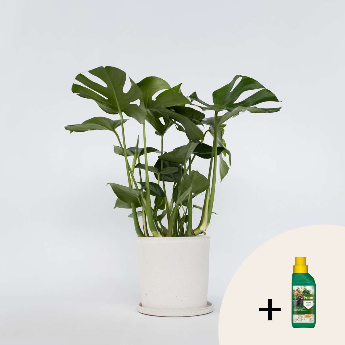 Other Green Houseplants Fensterblatt - Monstera Deliciosa - Höhe 70-80Cm - ⌀21Cm 
