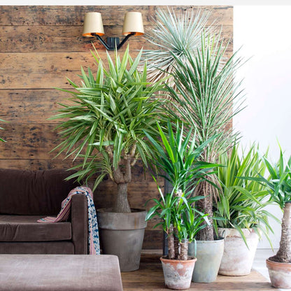 Other Green Houseplants Palmlilie - 3 Stk - Yucca Elephantipes - Höhe 50-60Cm - ⌀14Cm 