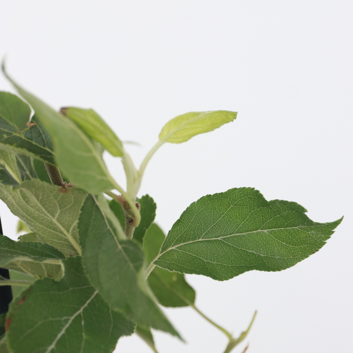 Other Garden Plants Obstbäume - 4 Stk - Malus, Pryus, Prunus - Höhe 60-70Cm - ⌀9Cm 