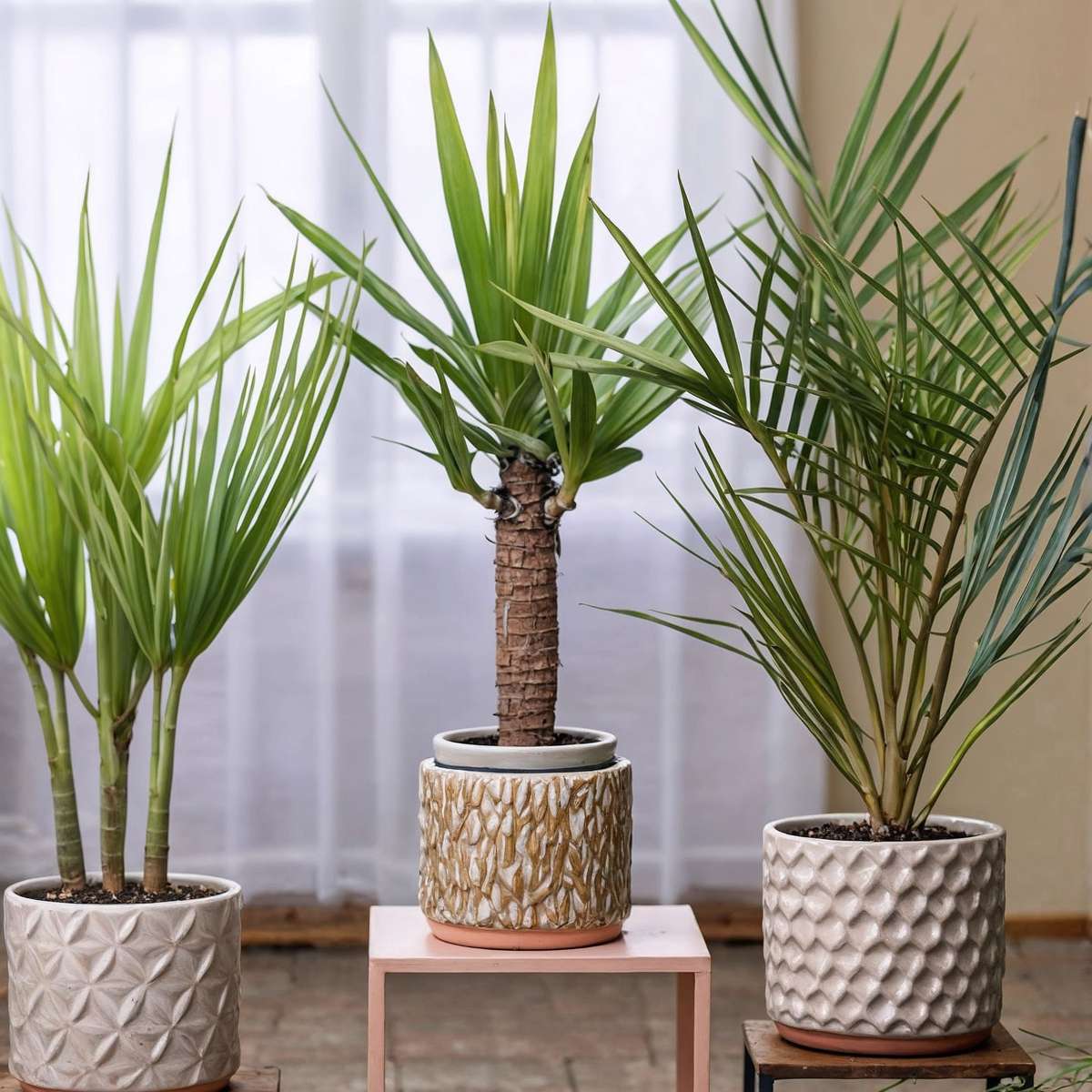 Other Green Houseplants Zimmerpalmen-Mix - 3 Stk - Indoor Palmmix - Pokon - Höhe 50-70Cm - ⌀14Cm 