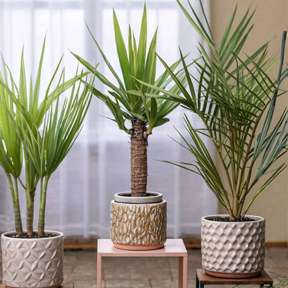 Other Green Houseplants Zimmerpalmen-Mix - 3 Stk - Indoor Palmmix - Pokon - Höhe 50-70Cm - ⌀14Cm 