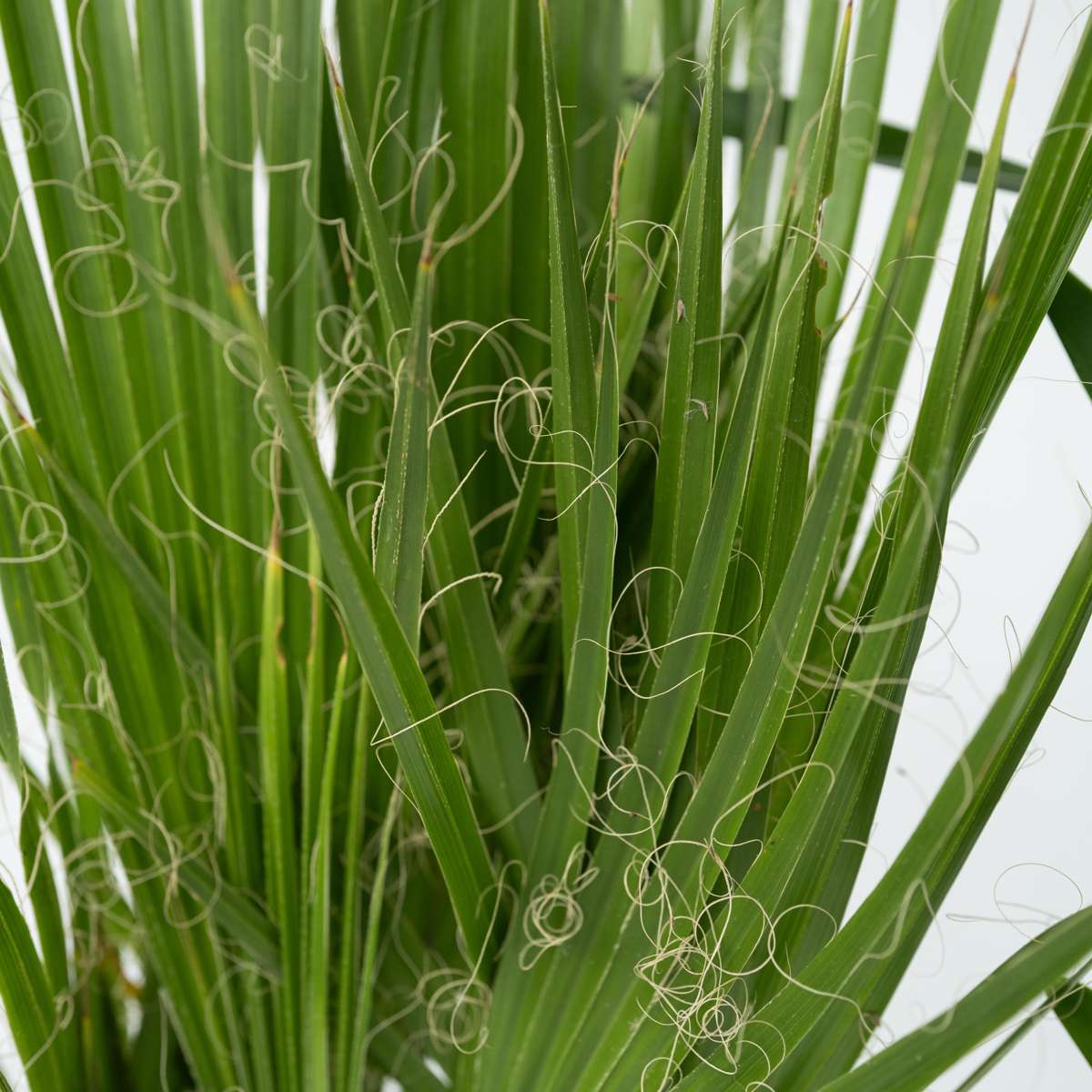 Other Green Houseplants Zimmerpalmen-Mix - 3 Stk - Indoor Palmmix - Pokon - Höhe 50-70Cm - ⌀14Cm 