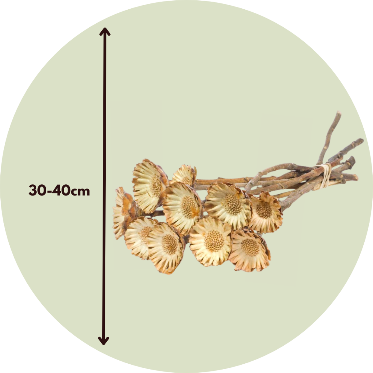 Dried Flowers Getrocknete Blumen - 10 Stk. - Strauß 'Protea Compacta' 