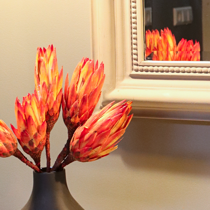 Dried Flowers Getrocknete Blumen - 5 Stk. - Strauß 'Protea Pendula Red' 