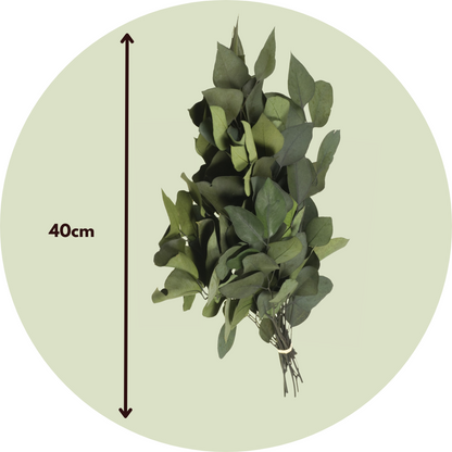 Dried Flowers Eucalyptus Stuartiana - Getrockneter Eukalyptus - Höhe 40-50 Cm 