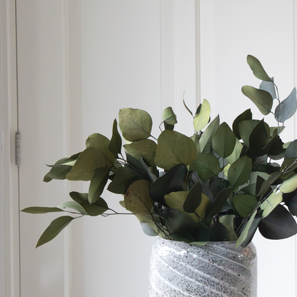 Dried Flowers Eucalyptus Stuartiana - Getrockneter Eukalyptus - Höhe 40-50 Cm 