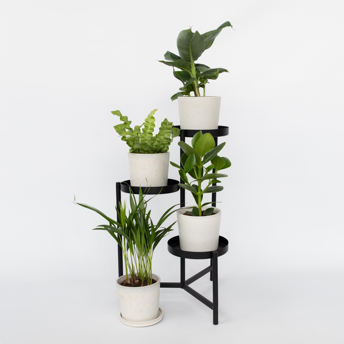 Indoor Palms Zimmerpflanzen 'Grünes Quartett' - 4 Stk - Höhe 25-40Cm - ⌀12Cm 