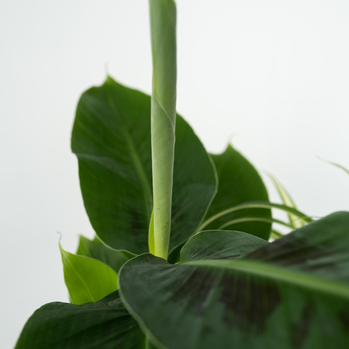 Indoor Palms Zimmerpflanzen 'Grünes Quartett' - 4 Stk - Höhe 25-40Cm - ⌀12Cm 