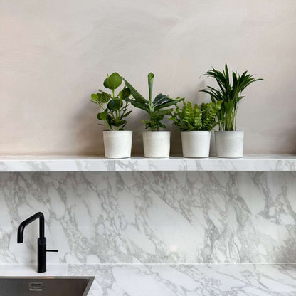 Indoor Palms Zimmerpflanzen 'Grünes Quartett' - 4 Stk - Höhe 25-40Cm - ⌀12Cm 