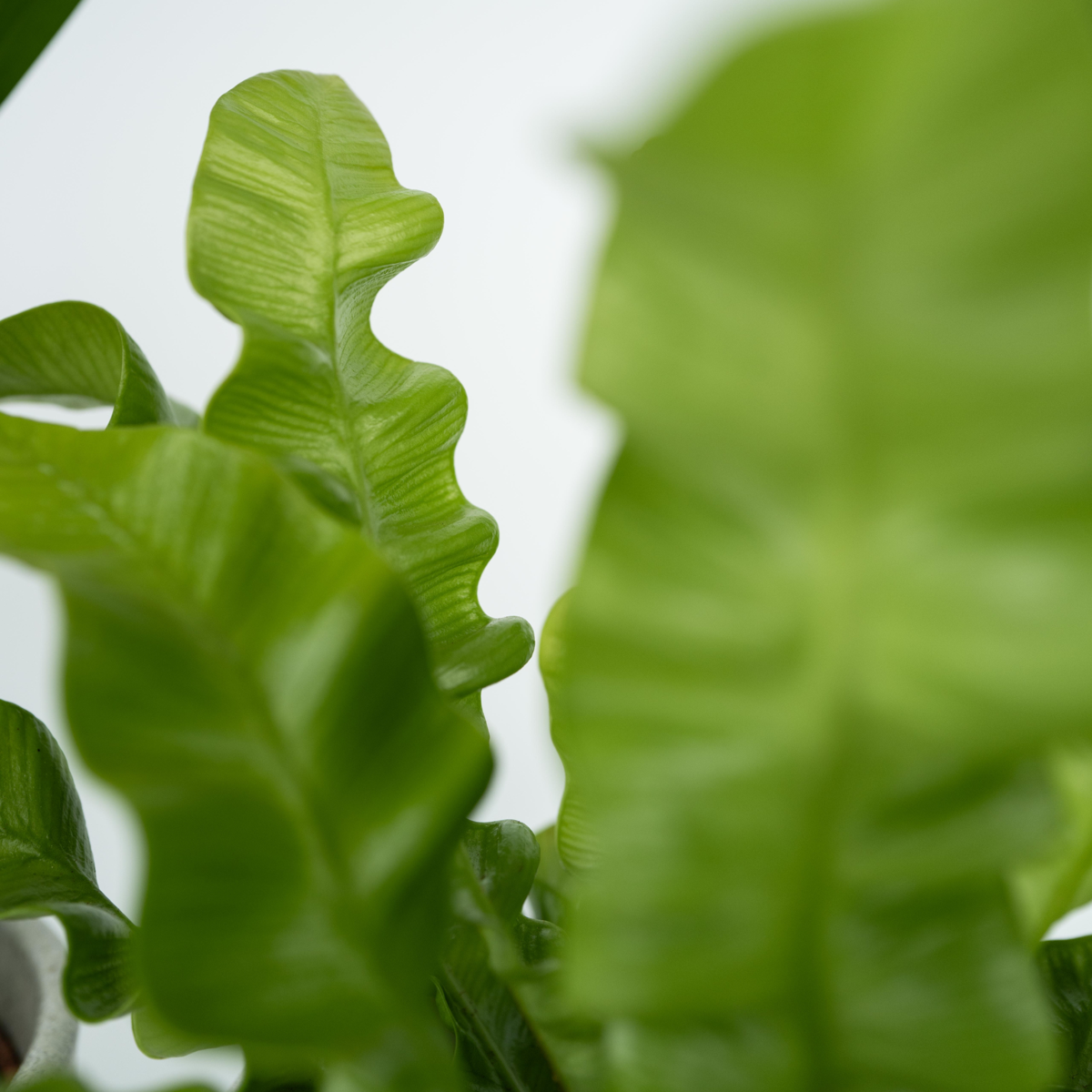 Indoor Palms Zimmerpflanzen 'Grünes Quartett' - 4 Stk - Höhe 25-40Cm - ⌀12Cm 