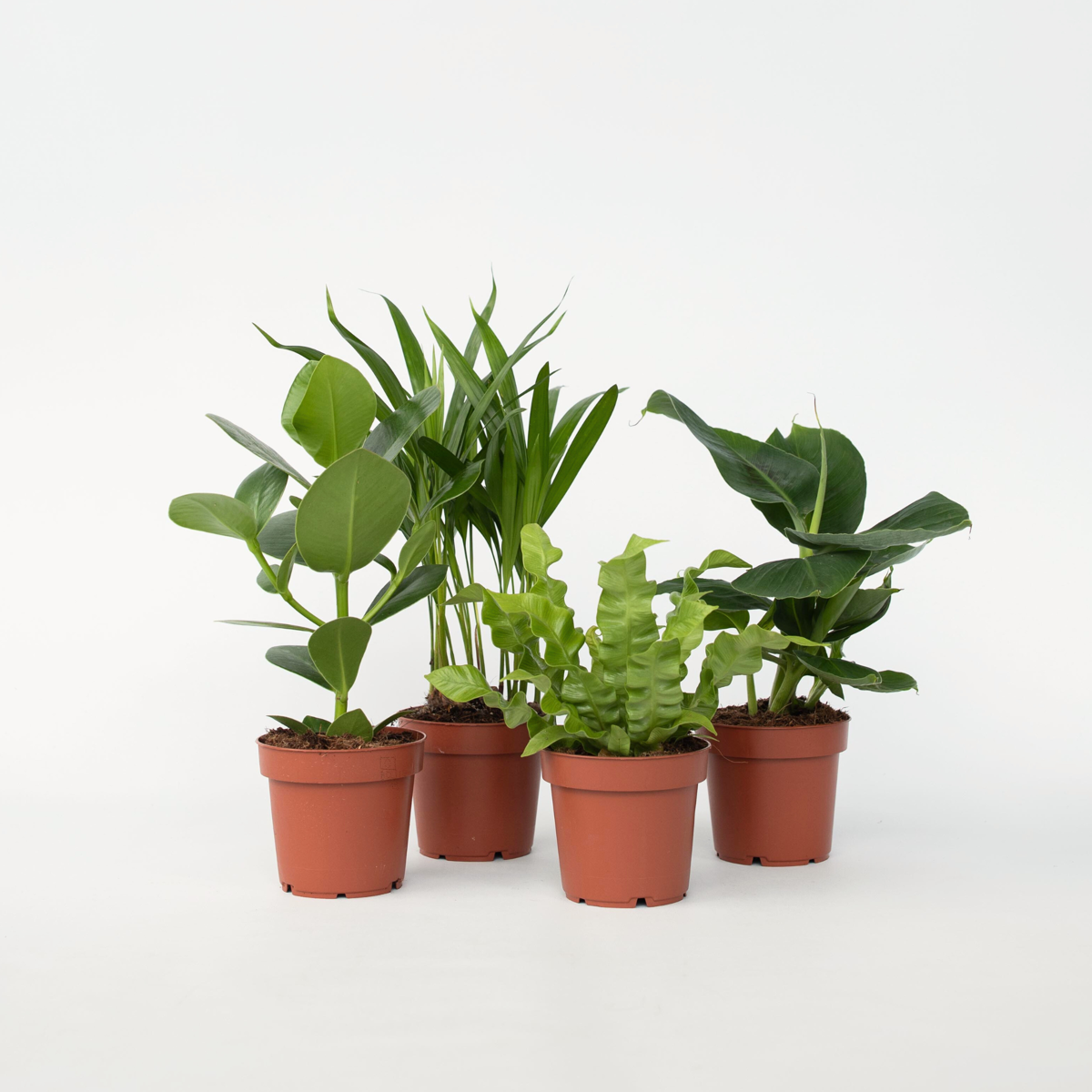 Indoor Palms Zimmerpflanzen 'Grünes Quartett' - 4 Stk - Höhe 25-40Cm - ⌀12Cm 