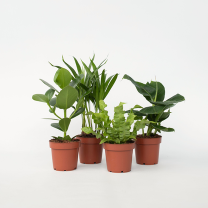 Indoor Palms Zimmerpflanzen 'Grünes Quartett' - 4 Stk - Höhe 25-40Cm - ⌀12Cm 