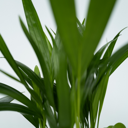 Indoor Palms Zimmerpflanzen 'Grünes Quartett' - 4 Stk - Höhe 25-40Cm - ⌀12Cm 