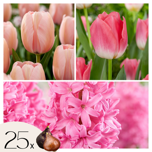 Other Types Of Flower Bulbs Blumenzwiebeln 'Pink Blush' - 25 Stk - Tulipa, Hyacinthus - Rosa 