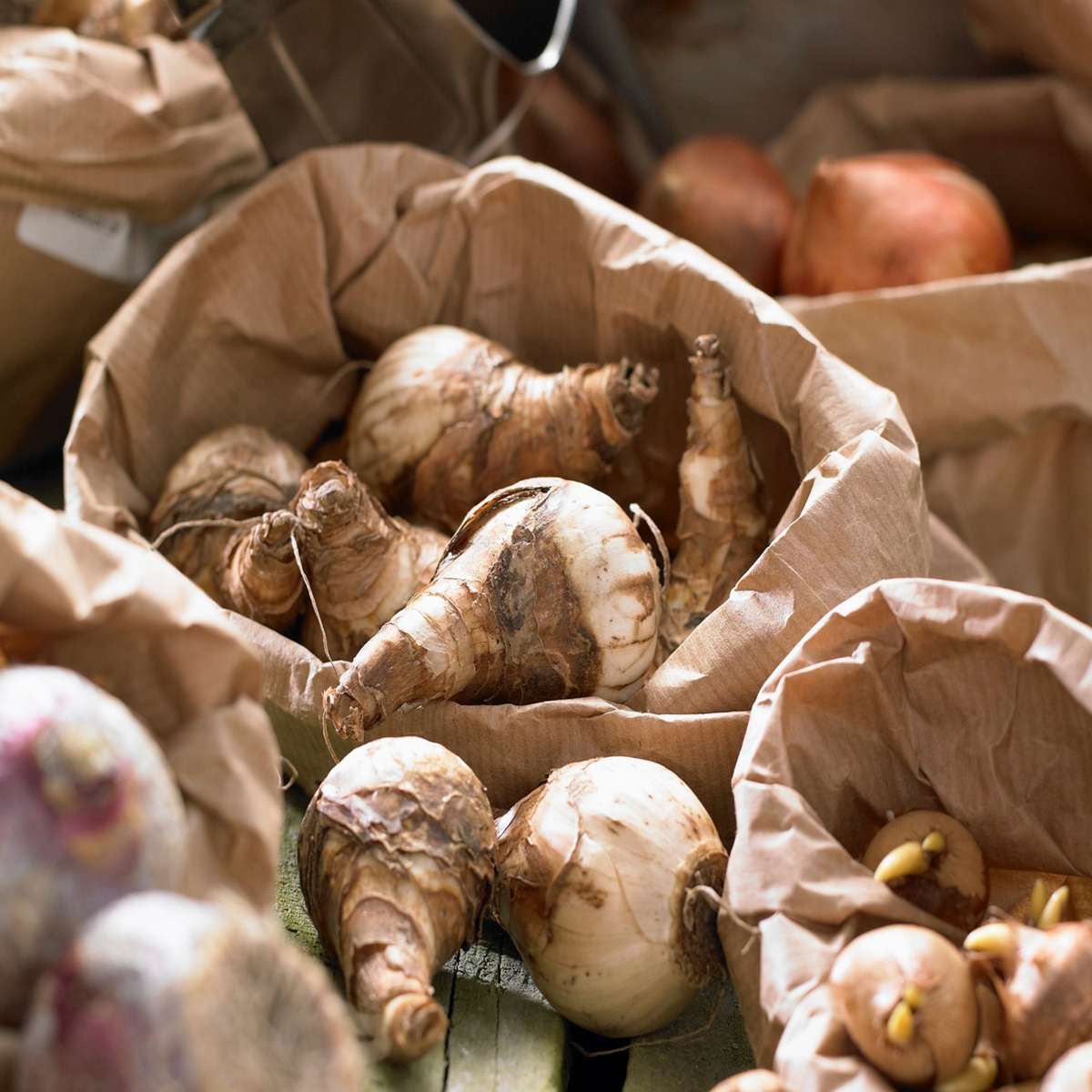 Other Types Of Flower Bulbs Blumenzwiebeln 'Pink Blush' - 25 Stk - Tulipa, Hyacinthus - Rosa 