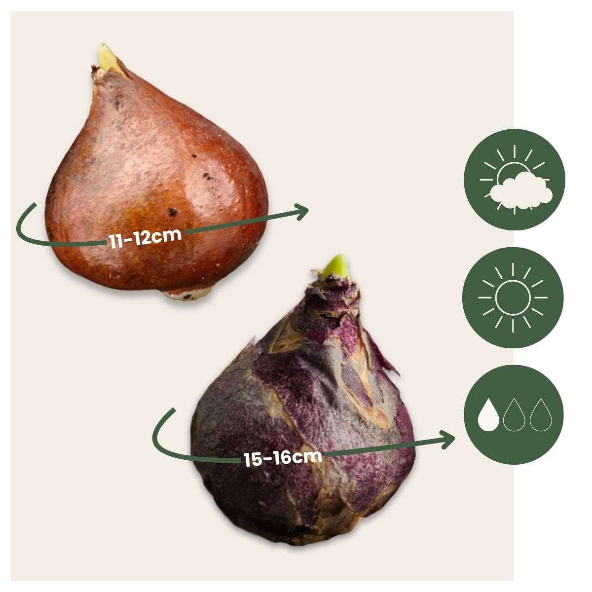 Other Types Of Flower Bulbs Blumenzwiebeln 'Pink Blush' - 25 Stk - Tulipa, Hyacinthus - Rosa 