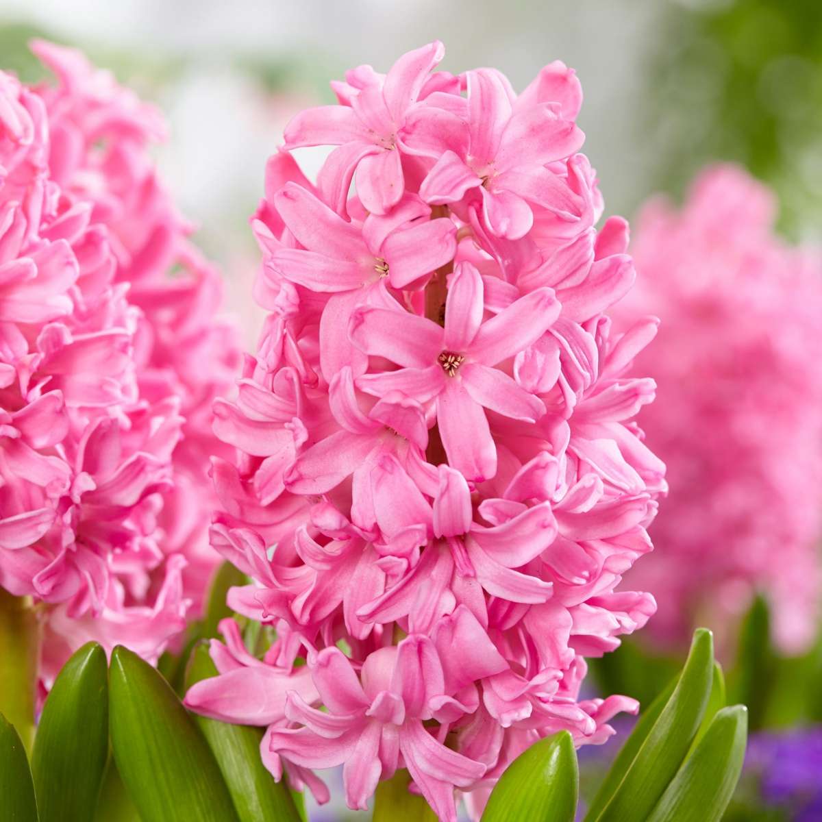 Other Types Of Flower Bulbs Blumenzwiebeln 'Pink Blush' - 25 Stk - Tulipa, Hyacinthus - Rosa 