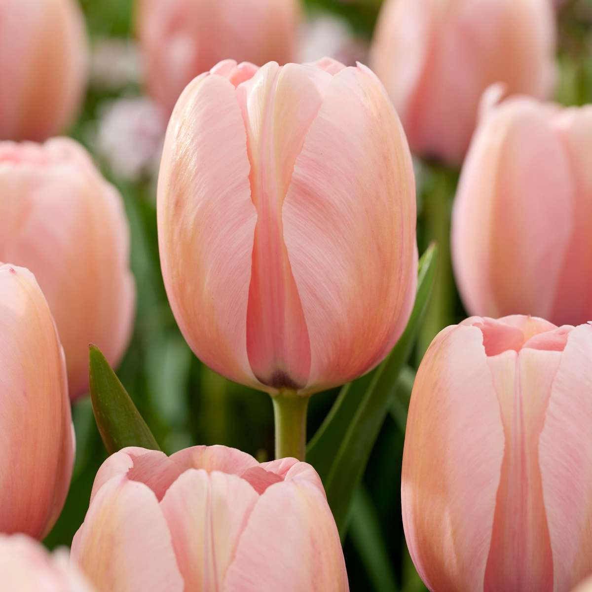 Other Types Of Flower Bulbs Blumenzwiebeln 'Pink Blush' - 25 Stk - Tulipa, Hyacinthus - Rosa 