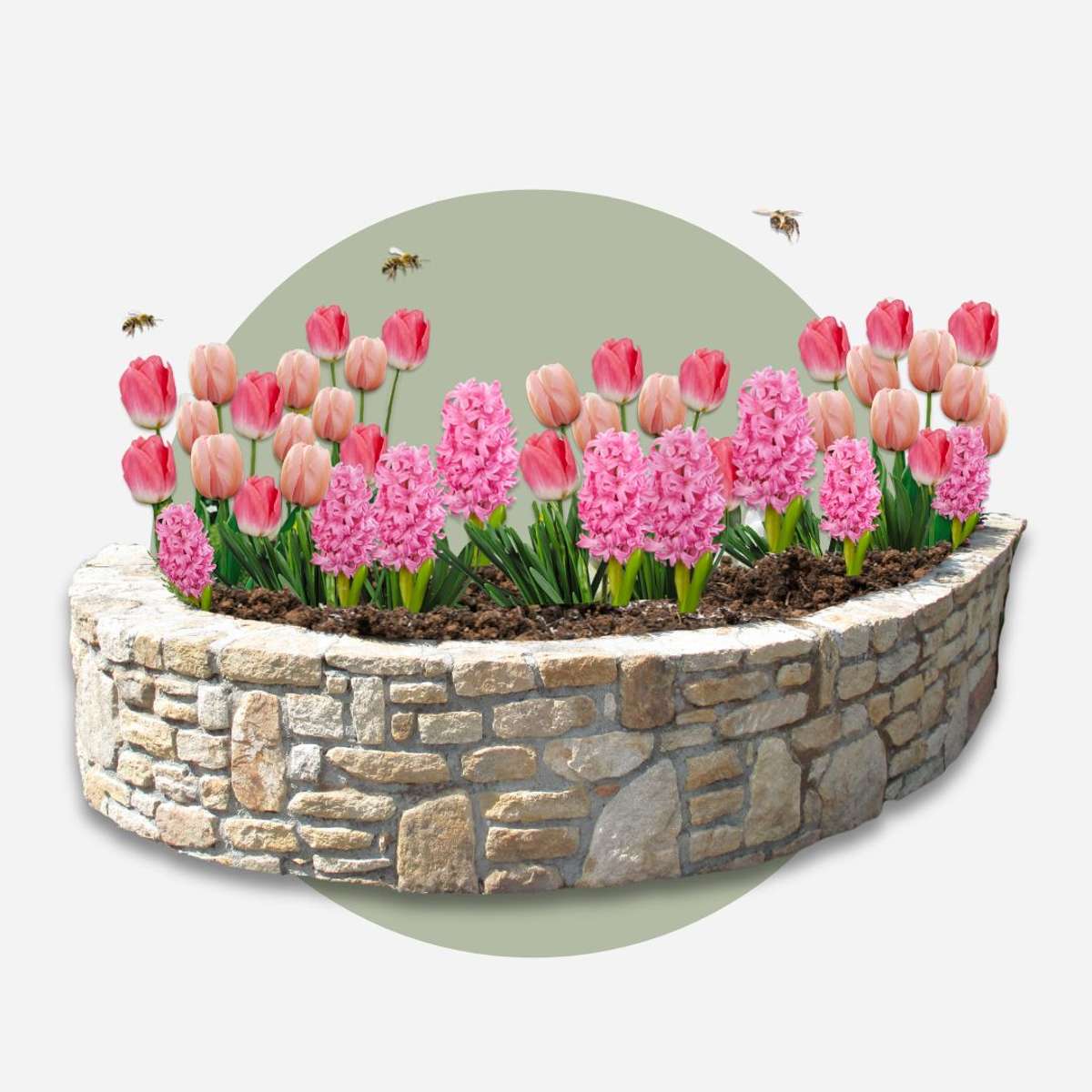 Other Types Of Flower Bulbs Blumenzwiebeln 'Pink Blush' - 25 Stk - Tulipa, Hyacinthus - Rosa 