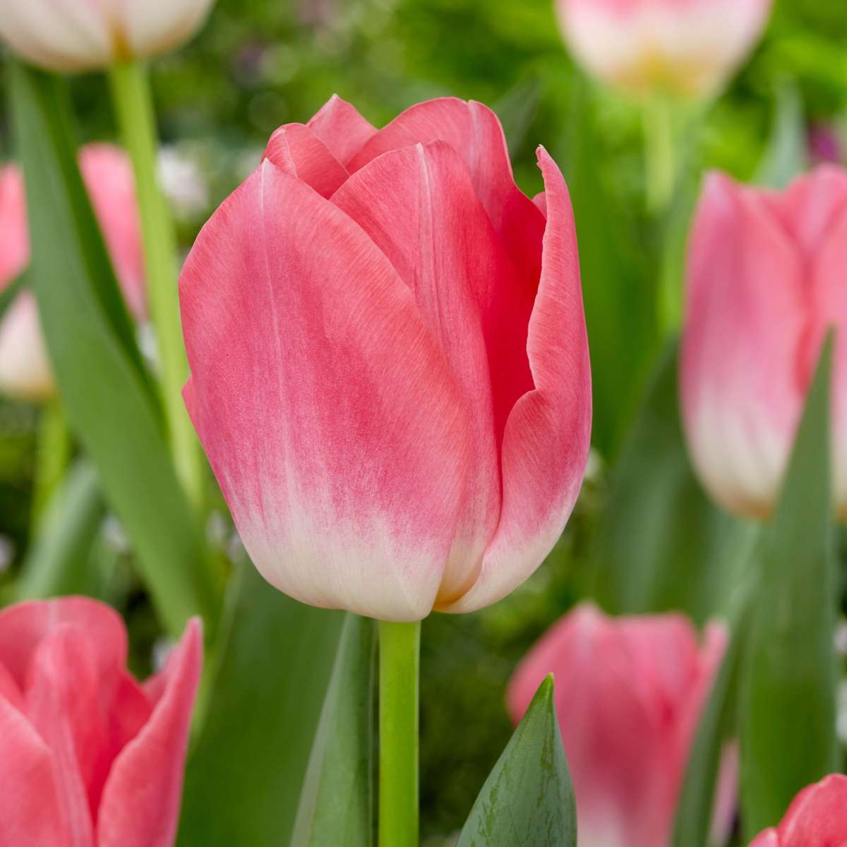 Other Types Of Flower Bulbs Blumenzwiebeln 'Pink Blush' - 25 Stk - Tulipa, Hyacinthus - Rosa 