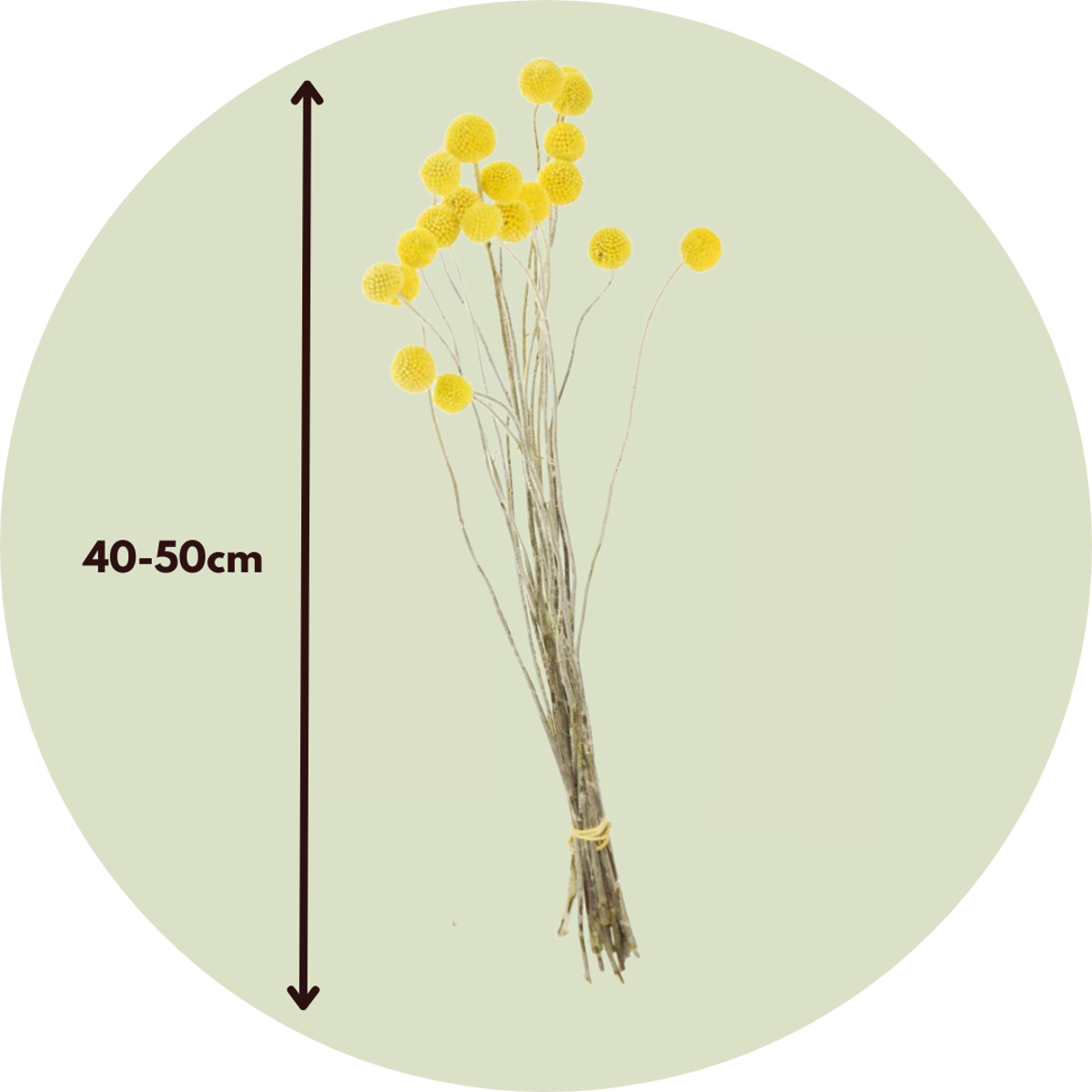 Dried Flowers Getrocknete Blumen - Strauß 'Craspedia Natural Yellow' 