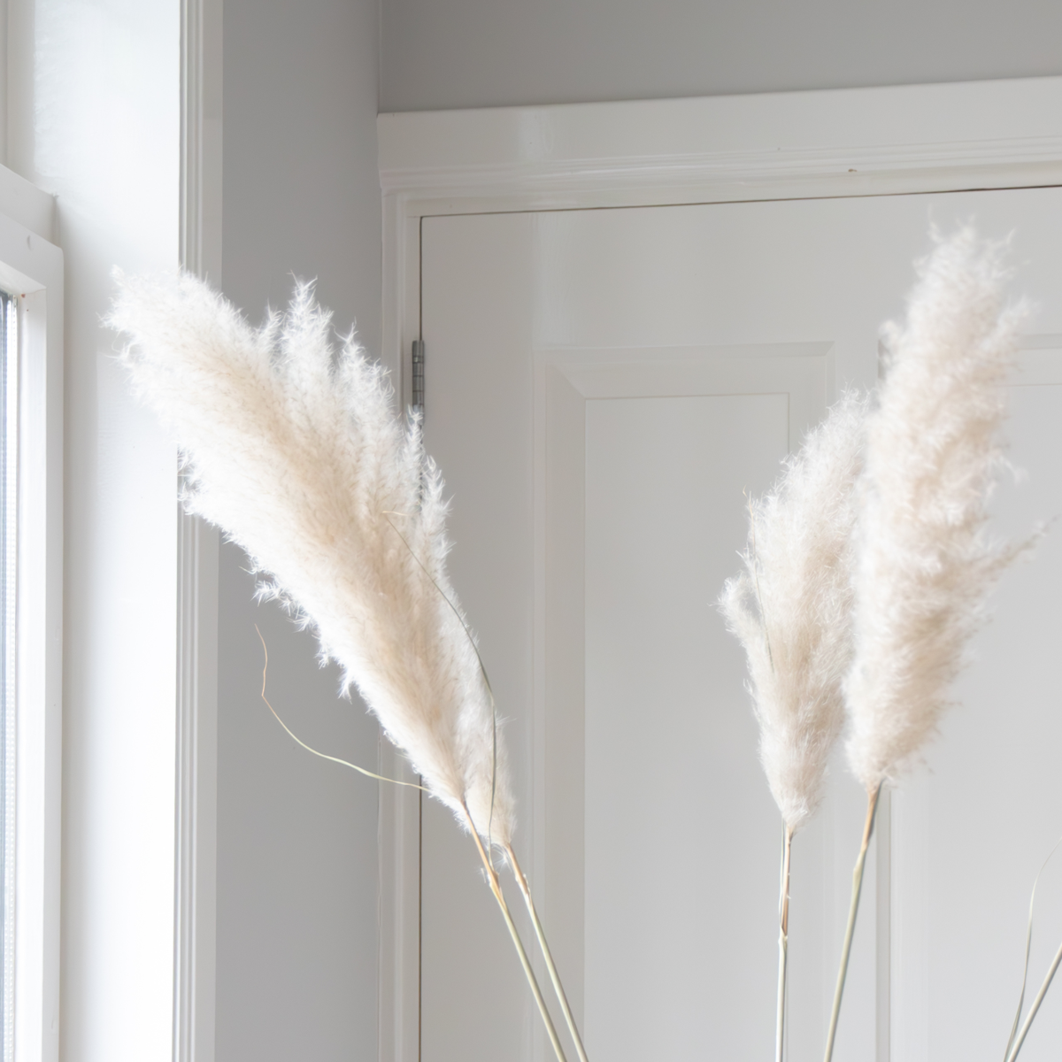 Dried Flowers Getrocknete Blumen - 5 Stk. - Dryflower 'Cortaderia Plum' 