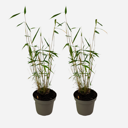 Bamboo Shrubs Bambus - 2 Stk - Fargesia Papyrifera 'Blue Dragon' - Höhe 30-40Cm - ⌀13Cm 