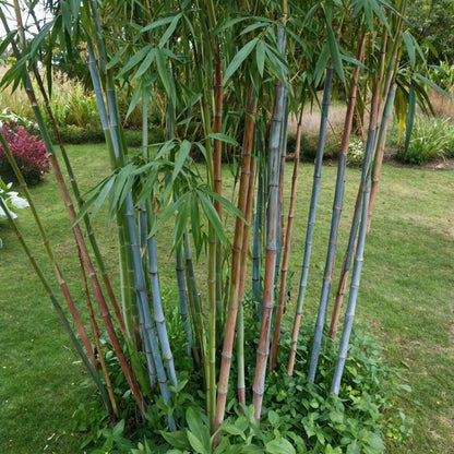 Bamboo Shrubs Bambus - 2 Stk - Fargesia Papyrifera 'Blue Dragon' - Höhe 30-40Cm - ⌀13Cm 