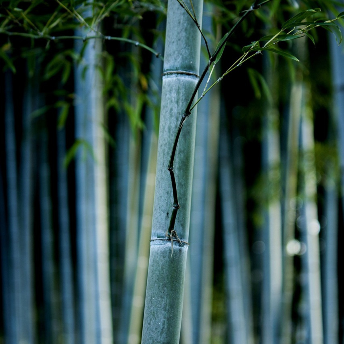 Bamboo Shrubs Bambus - 2 Stk - Fargesia Papyrifera 'Blue Dragon' - Höhe 30-40Cm - ⌀13Cm 