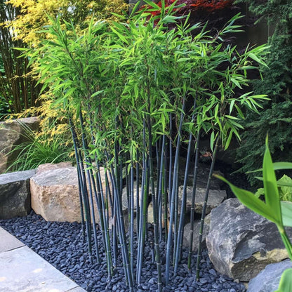 Bamboo Shrubs Bambus - 2 Stk - Fargesia Papyrifera 'Blue Dragon' - Höhe 30-40Cm - ⌀13Cm 