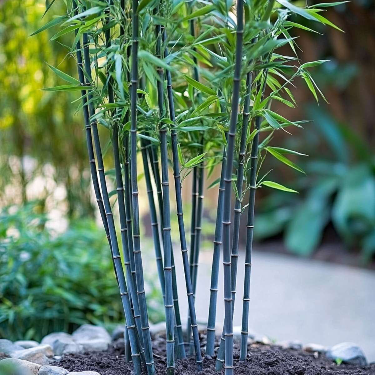 Bamboo Shrubs Bambus - 2 Stk - Fargesia Papyrifera 'Blue Dragon' - Höhe 30-40Cm - ⌀13Cm 