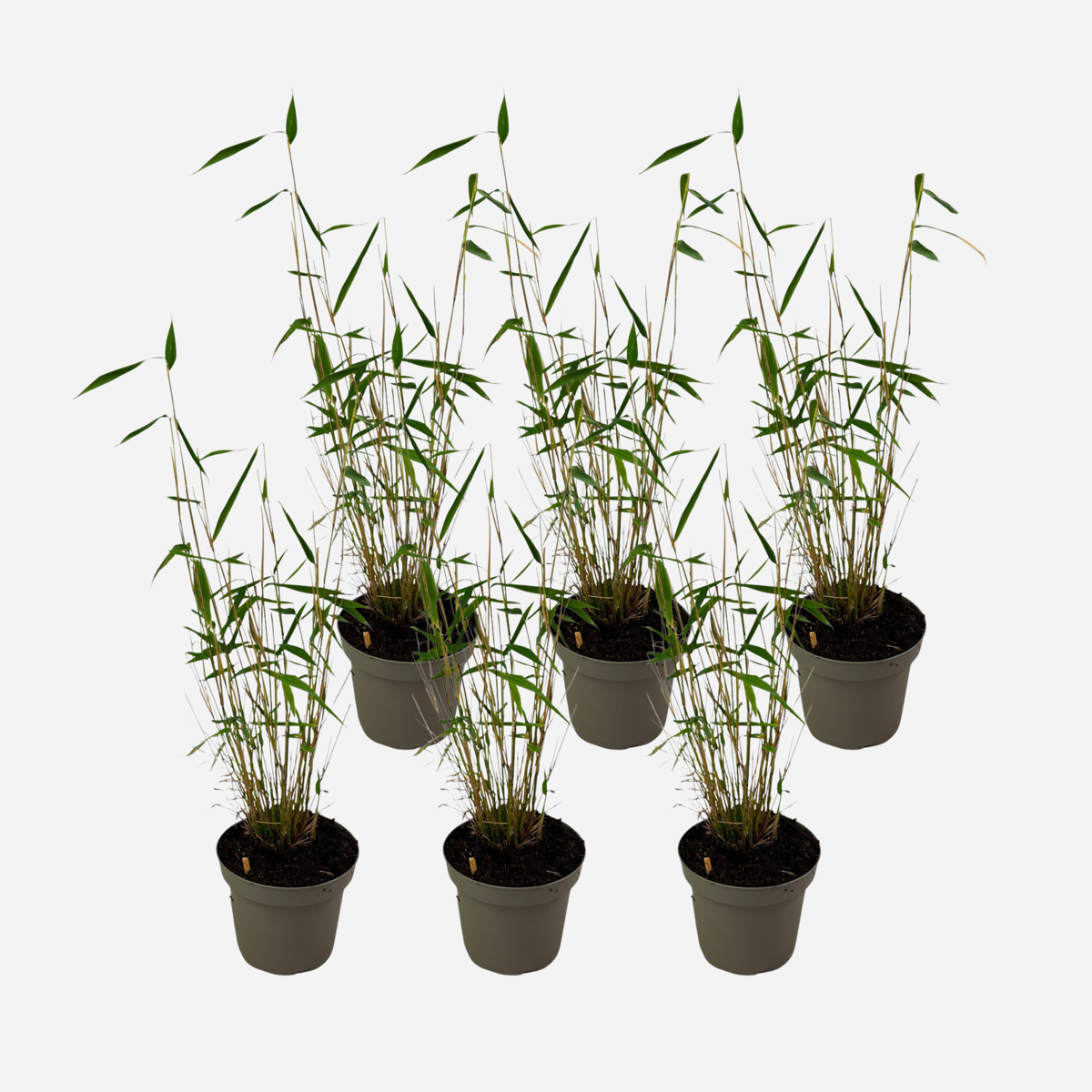 Bamboo Shrubs Bambus - 6 Stk - Fargesia Papyrifera 'Blue Dragon' - Höhe 30-40Cm - ⌀13Cm 