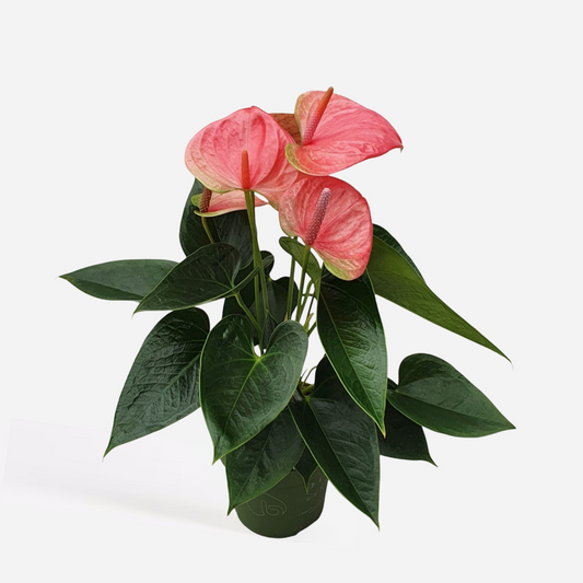 Blooming Houseplants Flamingoblume - Anthurium 'Sweet Dream' - Höhe 35-45Cm - Ø12Cm 
