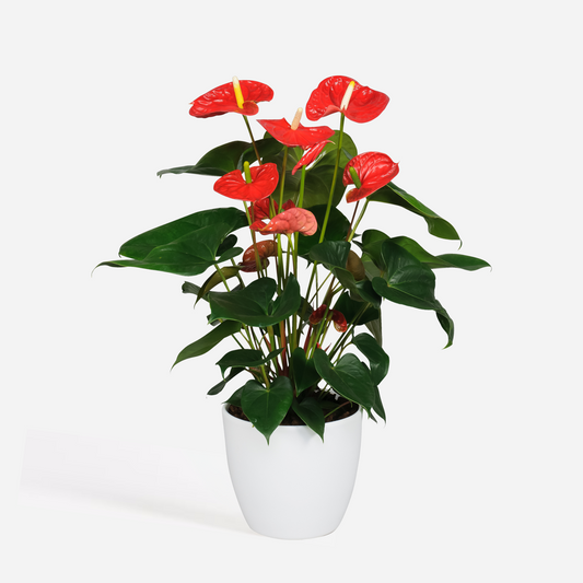 Blooming Houseplants Flamingoblume - Anthurium 'Madural Red' - Höhe 55-70Cm - Ø17Cm 