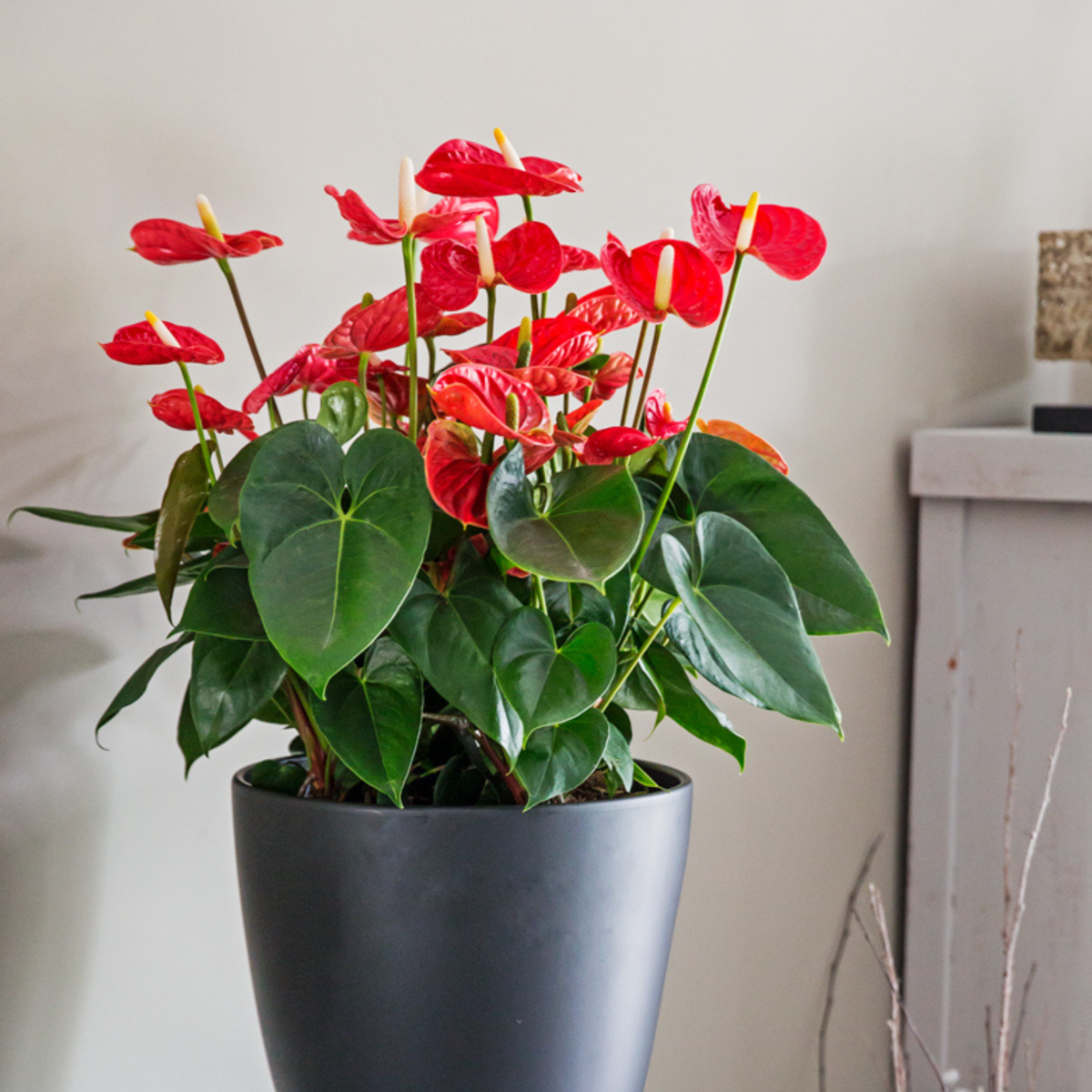 Blooming Houseplants Flamingoblume - Anthurium 'Madural Red' - Höhe 55-70Cm - Ø17Cm 