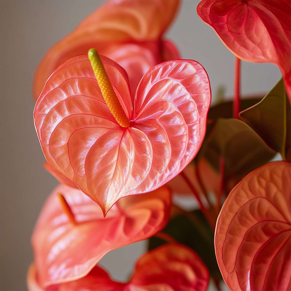 Blooming Houseplants Flamingoblume - Anthurium 'Madural Orange' - Höhe 40-55Cm - Ø14Cm 