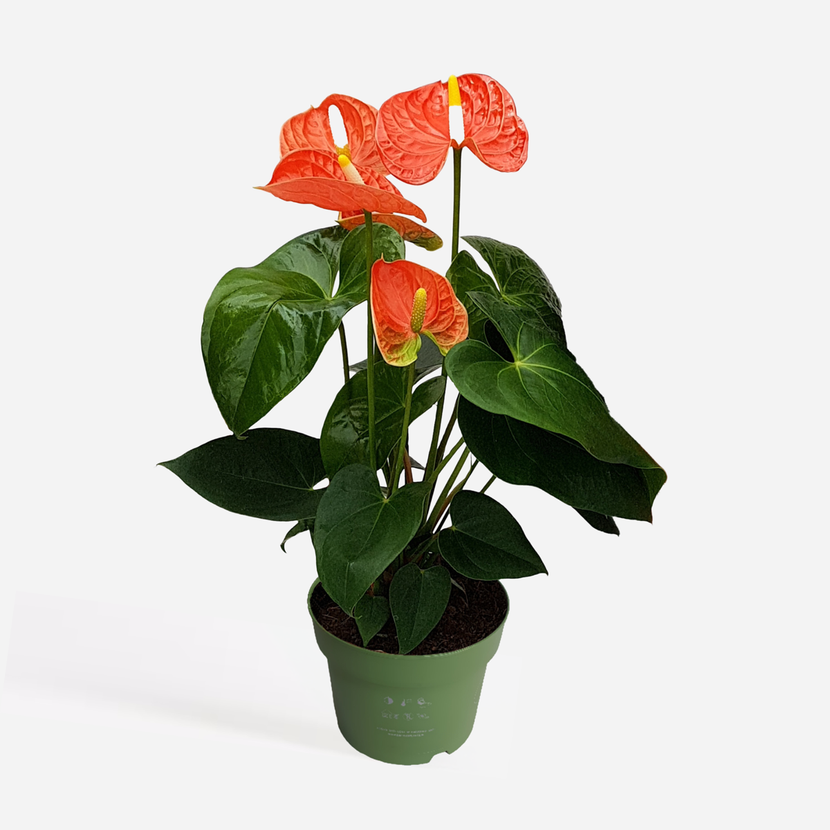 Blooming Houseplants Flamingoblume - Anthurium 'Madural Orange' - Höhe 40-55Cm - Ø14Cm 