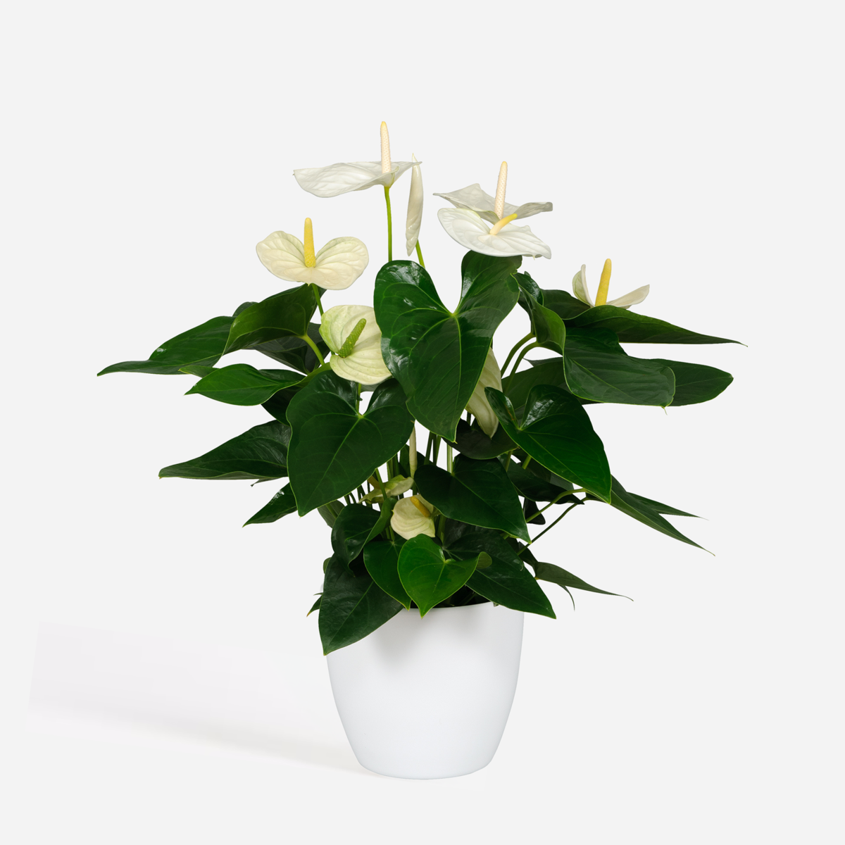 Blooming Houseplants Flamingoblume - Anthurium 'Alaska White' - Höhe 55-70Cm - Ø17Cm 