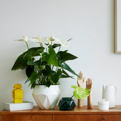 Blooming Houseplants Flamingoblume - Anthurium 'Alaska White' - Höhe 55-70Cm - Ø17Cm 