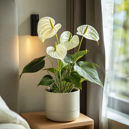 Blooming Houseplants Flamingoblume - Anthurium 'Alaska White' - Höhe 55-70Cm - Ø17Cm 