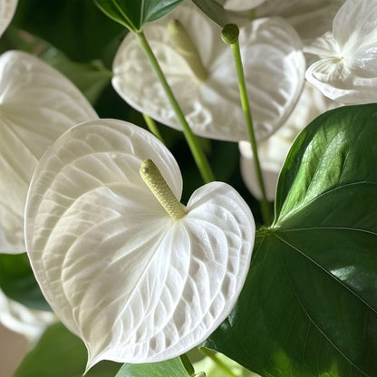 Blooming Houseplants Flamingoblume - Anthurium 'Alaska White' - Höhe 55-70Cm - Ø17Cm 