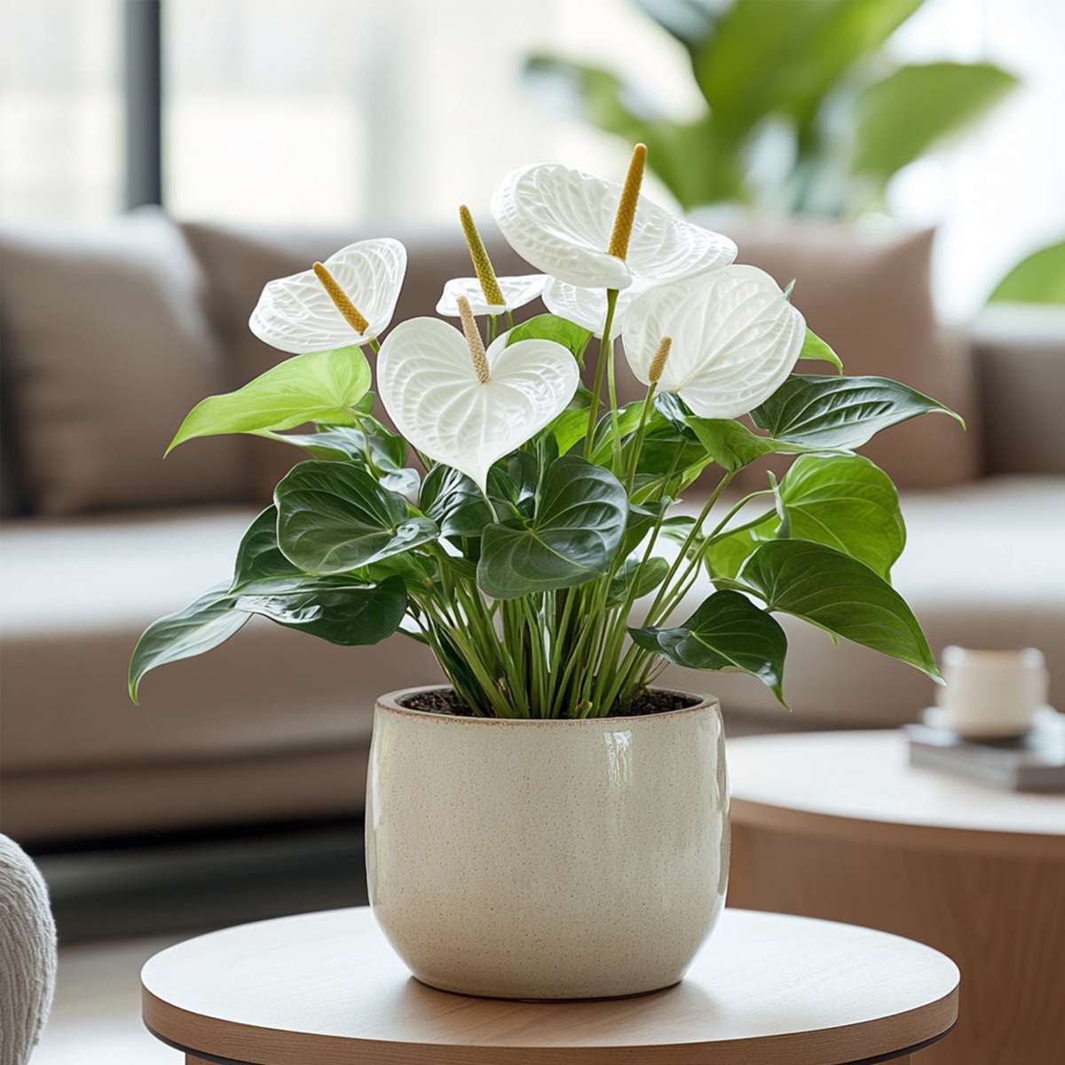 Blooming Houseplants Flamingoblume - Anthurium 'Alaska White' - Höhe 55-70Cm - Ø17Cm 