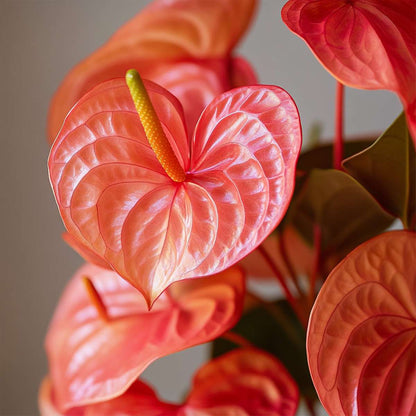 Blooming Houseplants Flamingoblume - Anthurium 'Madural Orange' - Höhe 55-70Cm - Ø17Cm 