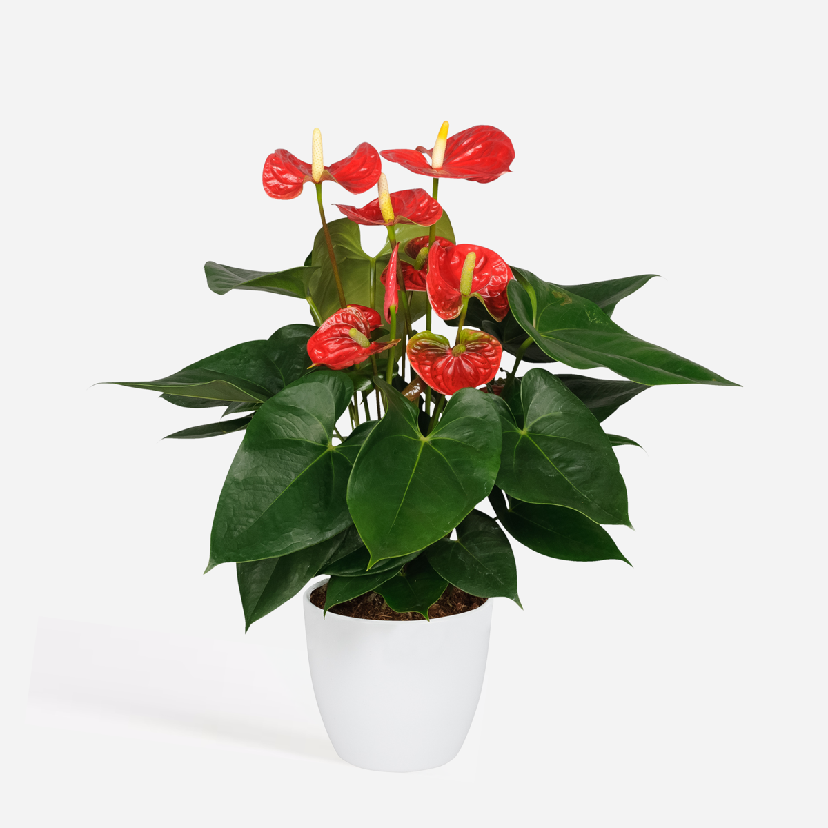 Blooming Houseplants Flamingoblume - Anthurium 'Madural Red' - Höhe 40-45Cm - Ø14Cm 