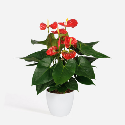 Blooming Houseplants Flamingoblume - Anthurium 'Madural Red' - Höhe 40-45Cm - Ø14Cm 