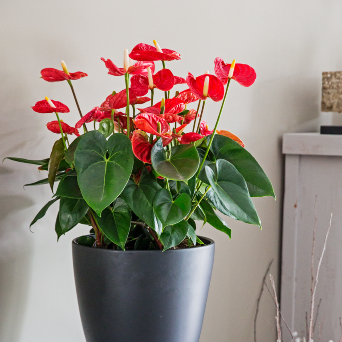 Blooming Houseplants Flamingoblume - Anthurium 'Madural Red' - Höhe 40-45Cm - Ø14Cm 