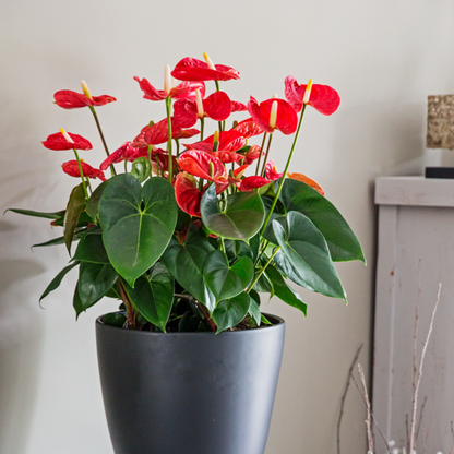 Blooming Houseplants Flamingoblume - Anthurium 'Madural Red' - Höhe 40-45Cm - Ø14Cm 