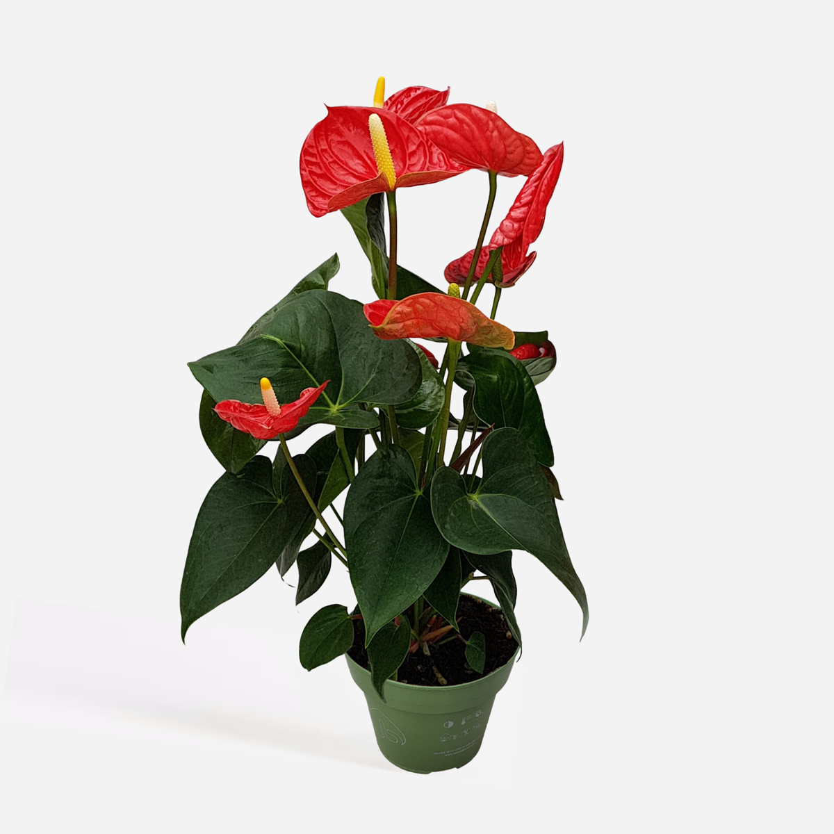 Blooming Houseplants Flamingoblume - Anthurium 'Madural Red' - Höhe 40-45Cm - Ø14Cm 